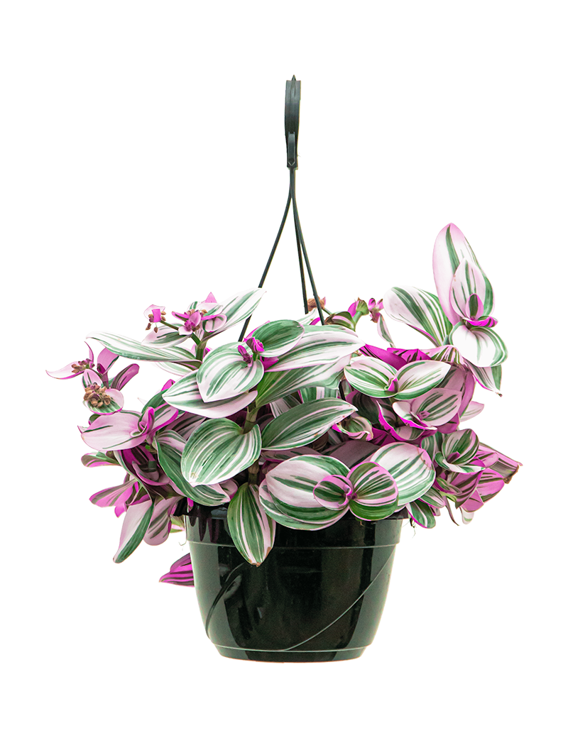 Verzorgingstips Tradescantia